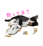 我が家のアイドル、猫とオカメインコ。（個別スタンプ：13）