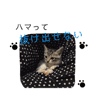 我が家のアイドル、猫とオカメインコ。（個別スタンプ：14）
