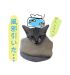 我が家のアイドル、猫とオカメインコ。（個別スタンプ：15）