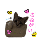 我が家のアイドル、猫とオカメインコ。（個別スタンプ：16）