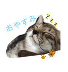 我が家のアイドル、猫とオカメインコ。（個別スタンプ：17）