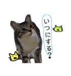 我が家のアイドル、猫とオカメインコ。（個別スタンプ：18）