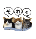 我が家のアイドル、猫とオカメインコ。（個別スタンプ：20）