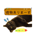 我が家のアイドル、猫とオカメインコ。（個別スタンプ：25）