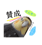 我が家のアイドル、猫とオカメインコ。（個別スタンプ：27）
