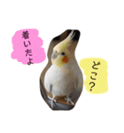 我が家のアイドル、猫とオカメインコ。（個別スタンプ：28）