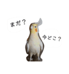 我が家のアイドル、猫とオカメインコ。（個別スタンプ：29）