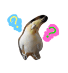 我が家のアイドル、猫とオカメインコ。（個別スタンプ：30）