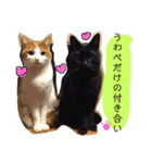 我が家のアイドル、猫とオカメインコ。（個別スタンプ：32）