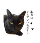 我が家のアイドル、猫とオカメインコ。（個別スタンプ：33）