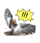 我が家のアイドル、猫とオカメインコ。（個別スタンプ：35）