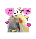 我が家のアイドル、猫とオカメインコ。（個別スタンプ：36）
