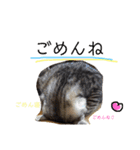 我が家のアイドル、猫とオカメインコ。（個別スタンプ：37）