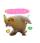 我が家のアイドル、猫とオカメインコ。（個別スタンプ：39）