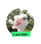 ダチョウの使えるスタンプ（個別スタンプ：2）