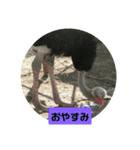 ダチョウの使えるスタンプ（個別スタンプ：4）