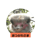 ダチョウの使えるスタンプ（個別スタンプ：5）