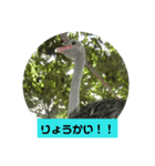 ダチョウの使えるスタンプ（個別スタンプ：6）
