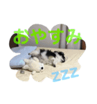 ブラックタン 白黒 牛柄 チワワ（個別スタンプ：5）