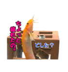 どじょうといきる(ひどじょう特盛)（個別スタンプ：29）