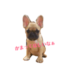 フレンチブルドッグ LOCO（個別スタンプ：3）