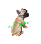 フレンチブルドッグ LOCO（個別スタンプ：7）