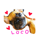 フレンチブルドッグ LOCO（個別スタンプ：8）