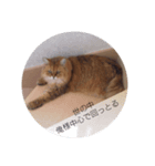 ネコの品格(ペルシャ・チンチラゴールデン)（個別スタンプ：1）