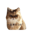 ネコの品格(ペルシャ・チンチラゴールデン)（個別スタンプ：5）