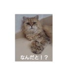 ネコの品格(ペルシャ・チンチラゴールデン)（個別スタンプ：6）