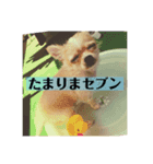 ジロジロテテくん（個別スタンプ：4）