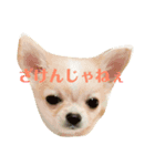 ジロジロテテくん（個別スタンプ：6）