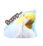 オカメインコ(*´ω｀*)英語ver（個別スタンプ：9）