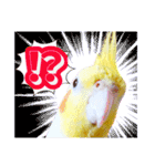 オカメインコ(*´ω｀*)英語ver（個別スタンプ：13）