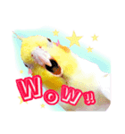 オカメインコ(*´ω｀*)英語ver（個別スタンプ：14）