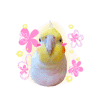 オカメインコ(*´ω｀*)英語ver（個別スタンプ：18）