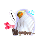 オカメインコ(*´ω｀*)英語ver（個別スタンプ：24）