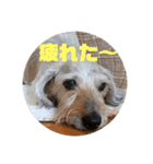 気まぐれアポー（個別スタンプ：5）
