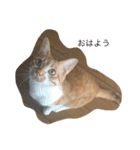 うちのさぼとまろんとちくわ（個別スタンプ：1）