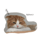 うちのさぼとまろんとちくわ（個別スタンプ：2）