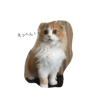 うちのさぼとまろんとちくわ（個別スタンプ：3）