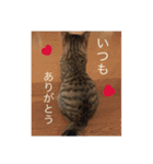 うちのさぼとまろんとちくわ（個別スタンプ：6）