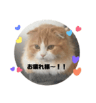 うちのさぼとまろんとちくわ（個別スタンプ：11）