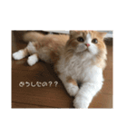 うちのさぼとまろんとちくわ（個別スタンプ：12）