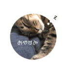 うちのさぼとまろんとちくわ（個別スタンプ：13）