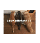 うちのさぼとまろんとちくわ（個別スタンプ：14）