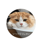 うちのさぼとまろんとちくわ（個別スタンプ：15）