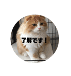 うちのさぼとまろんとちくわ（個別スタンプ：16）