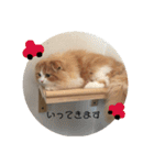 うちのさぼとまろんとちくわ（個別スタンプ：17）