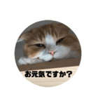 うちのさぼとまろんとちくわ（個別スタンプ：18）